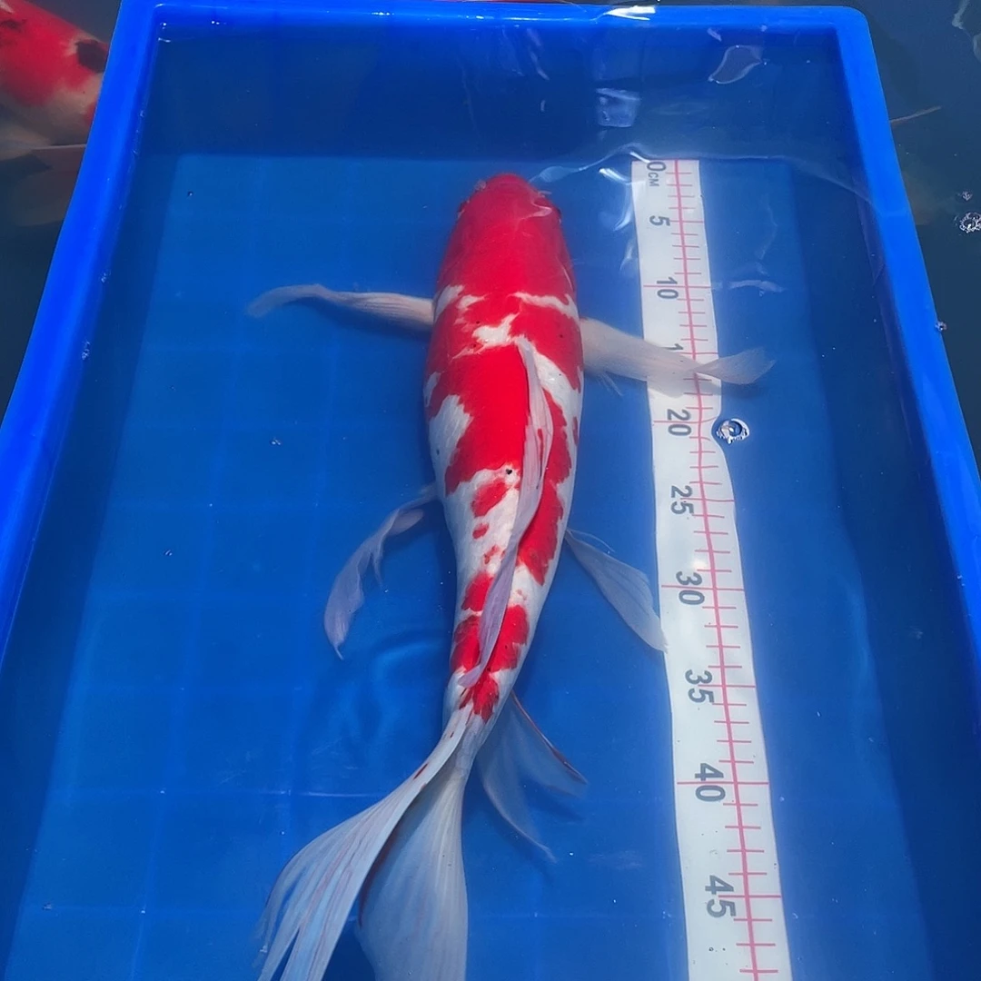 凯***文海水鱼龙凤红白一条