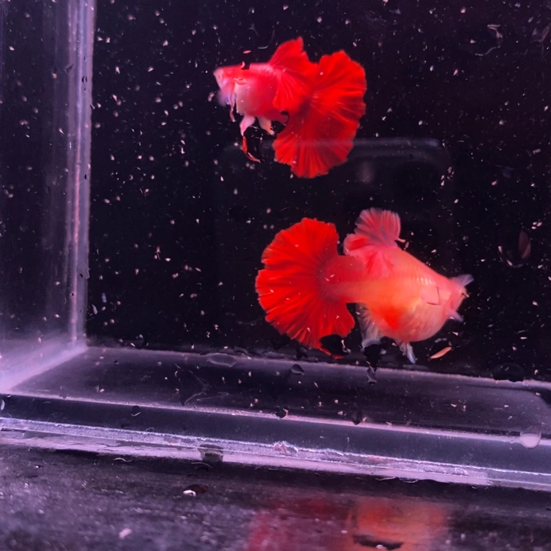 孔雀鱼菊花帆白子一对