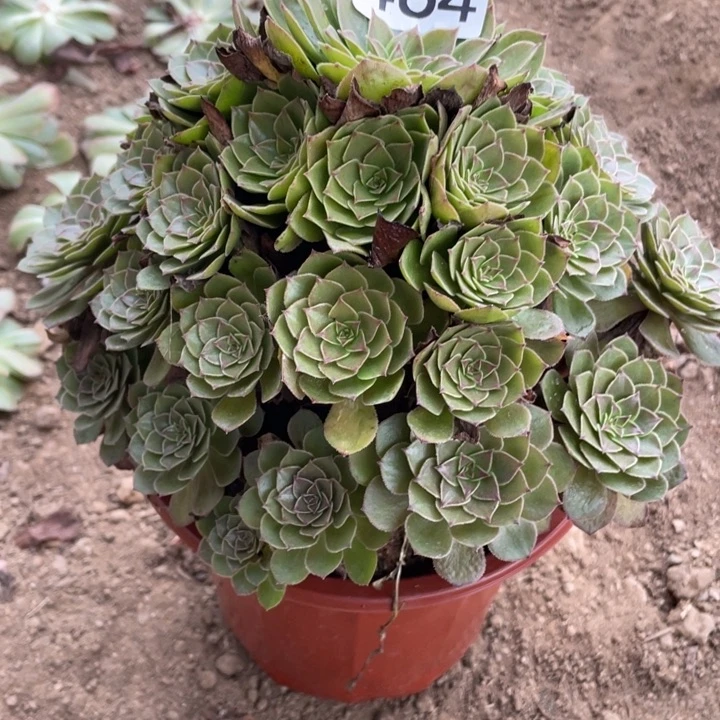 全部花朵464多肉植物红魔