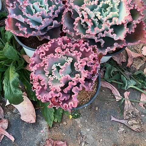 毛*28 号晚包菜系列 3棵