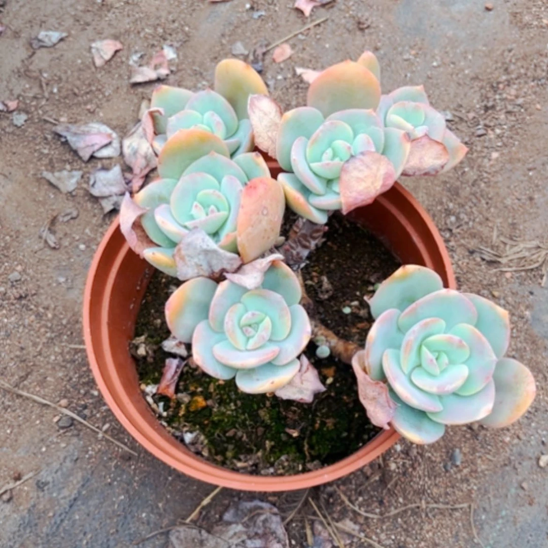 【闪购商品】黑*呼白凤