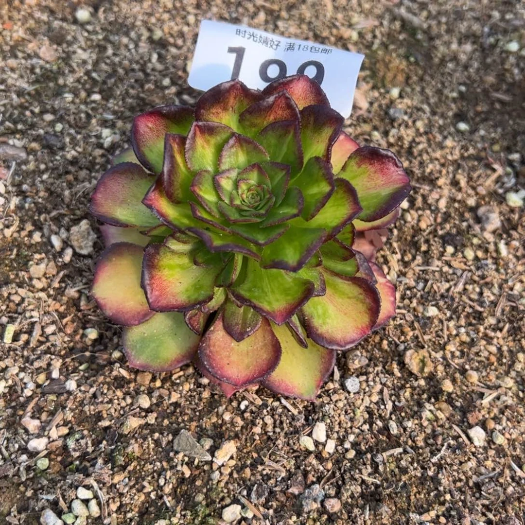 ?*m199海王七彩多肉植物