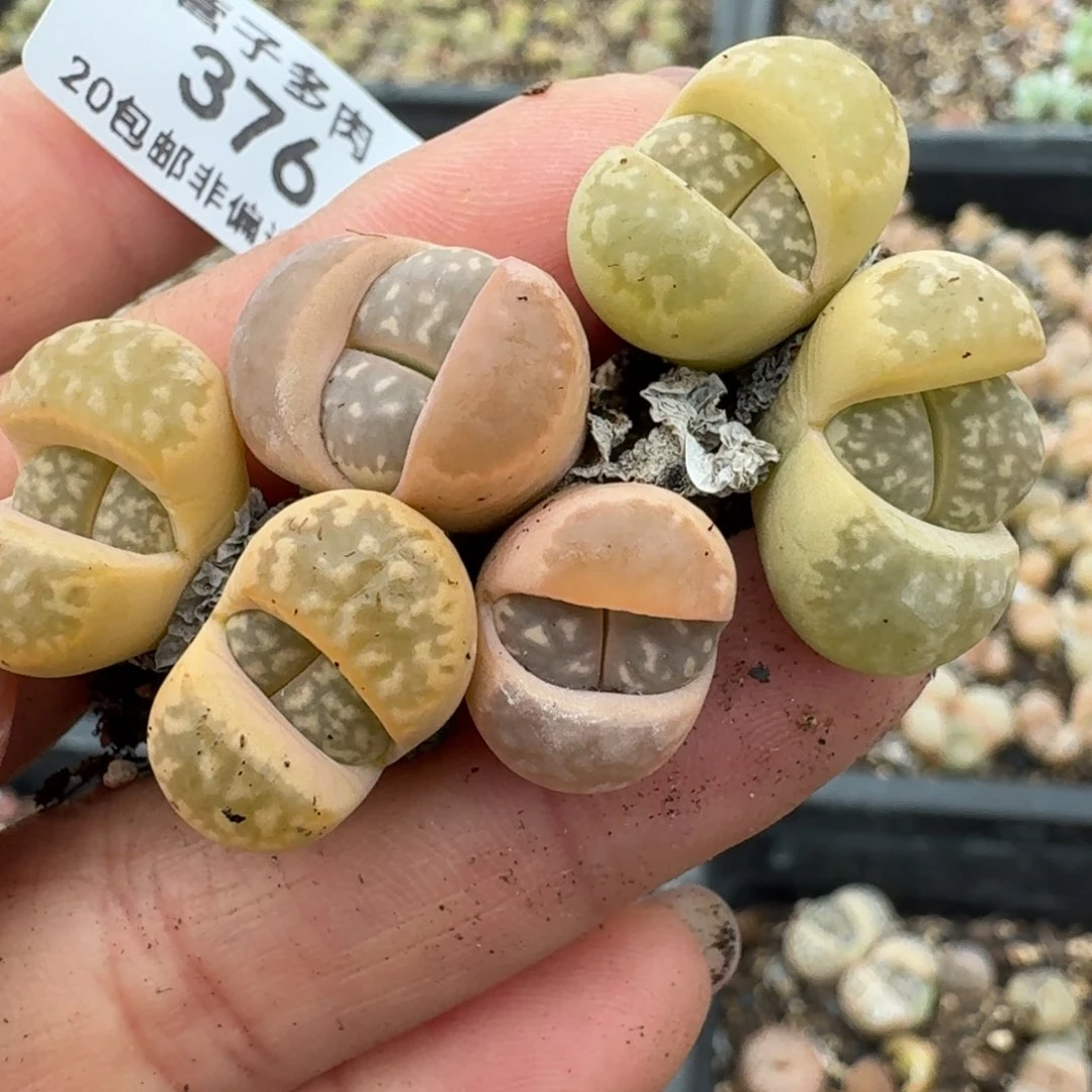 376三颗00000000000