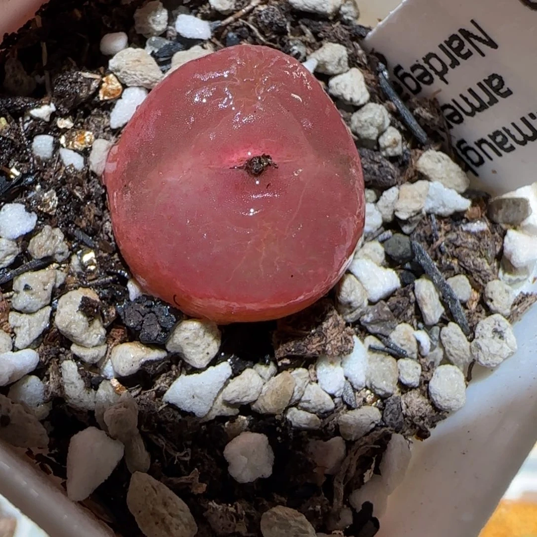 肉锥多肉植物百科-水蜜桃1737