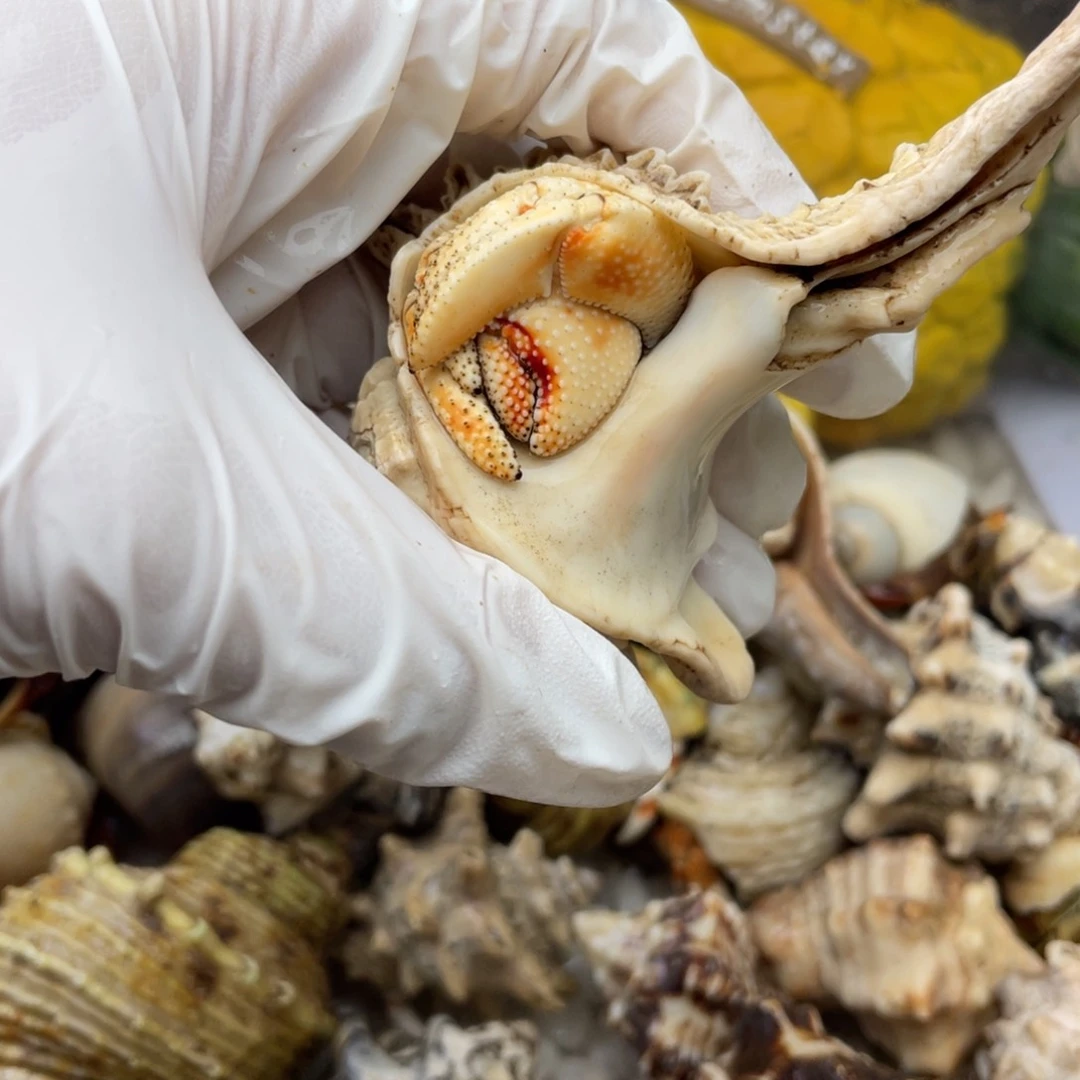 么**。k12好看好看好看