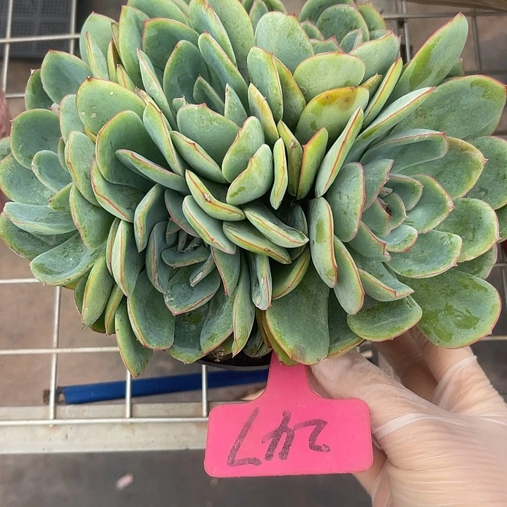 两单包邮，一物一拍，晨露247