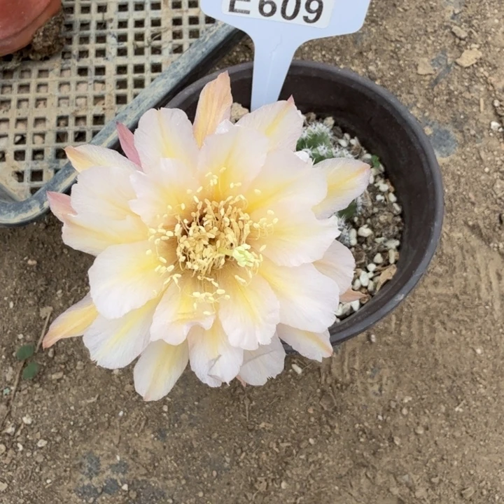依然特价福利E608