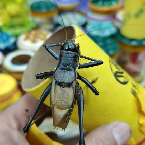 用***1郝建伟炮筒蝈蝈精品