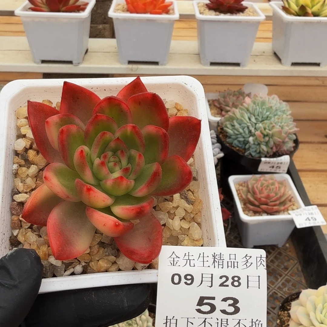 0928-53玫瑰东云锦单头