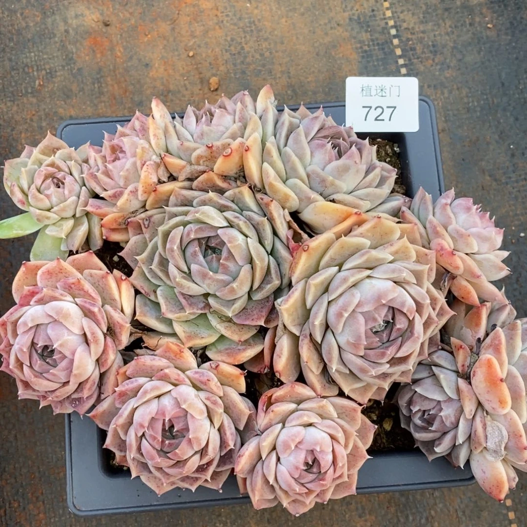 倾***8杂交精品多肉727