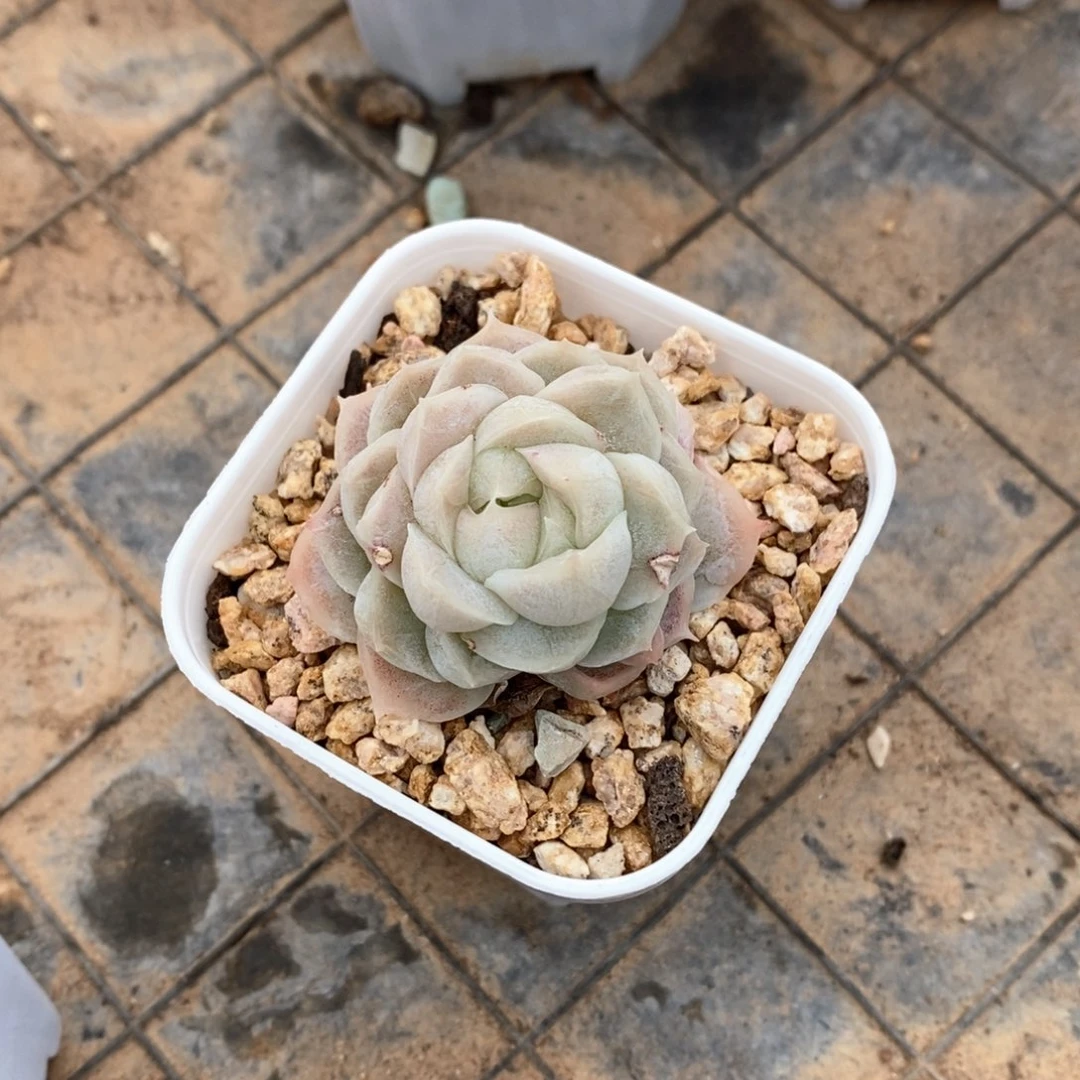 精品多肉一物一拍不包整22