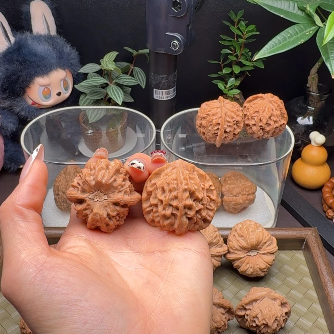 把件龙脊菩提全品龙门涧38+