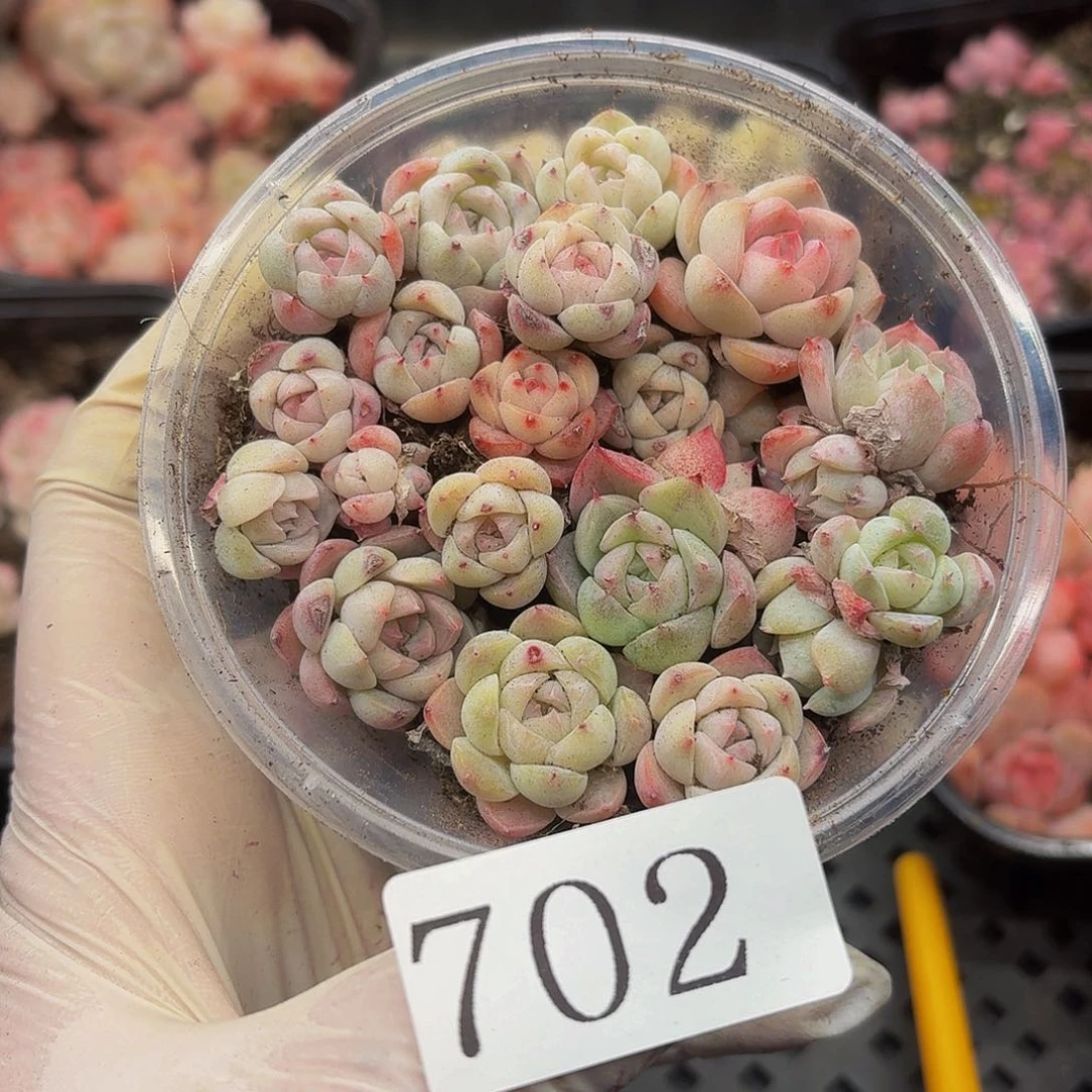 多肉植物多肉植物702