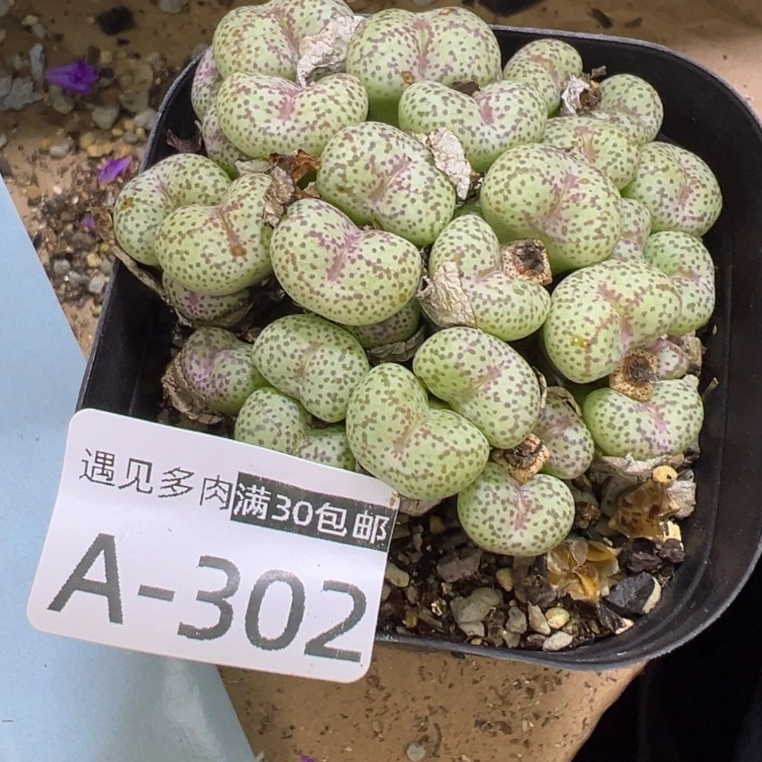 多肉植物111111111111