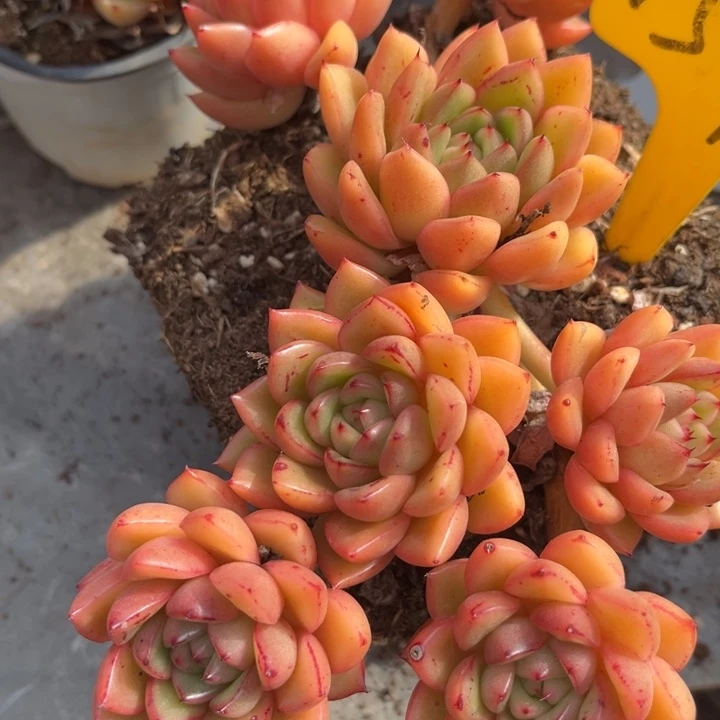 L***c1575多肉5778877778