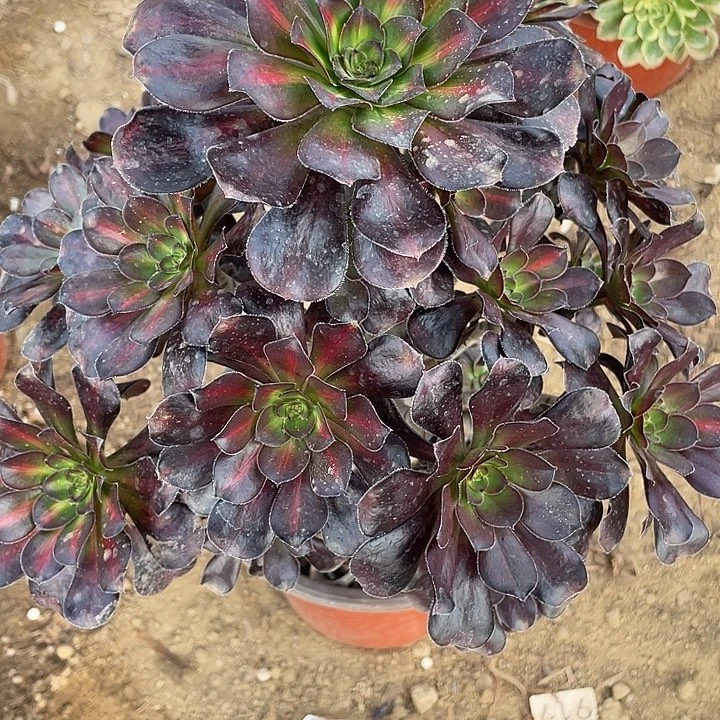 666晚霞对肉植物的