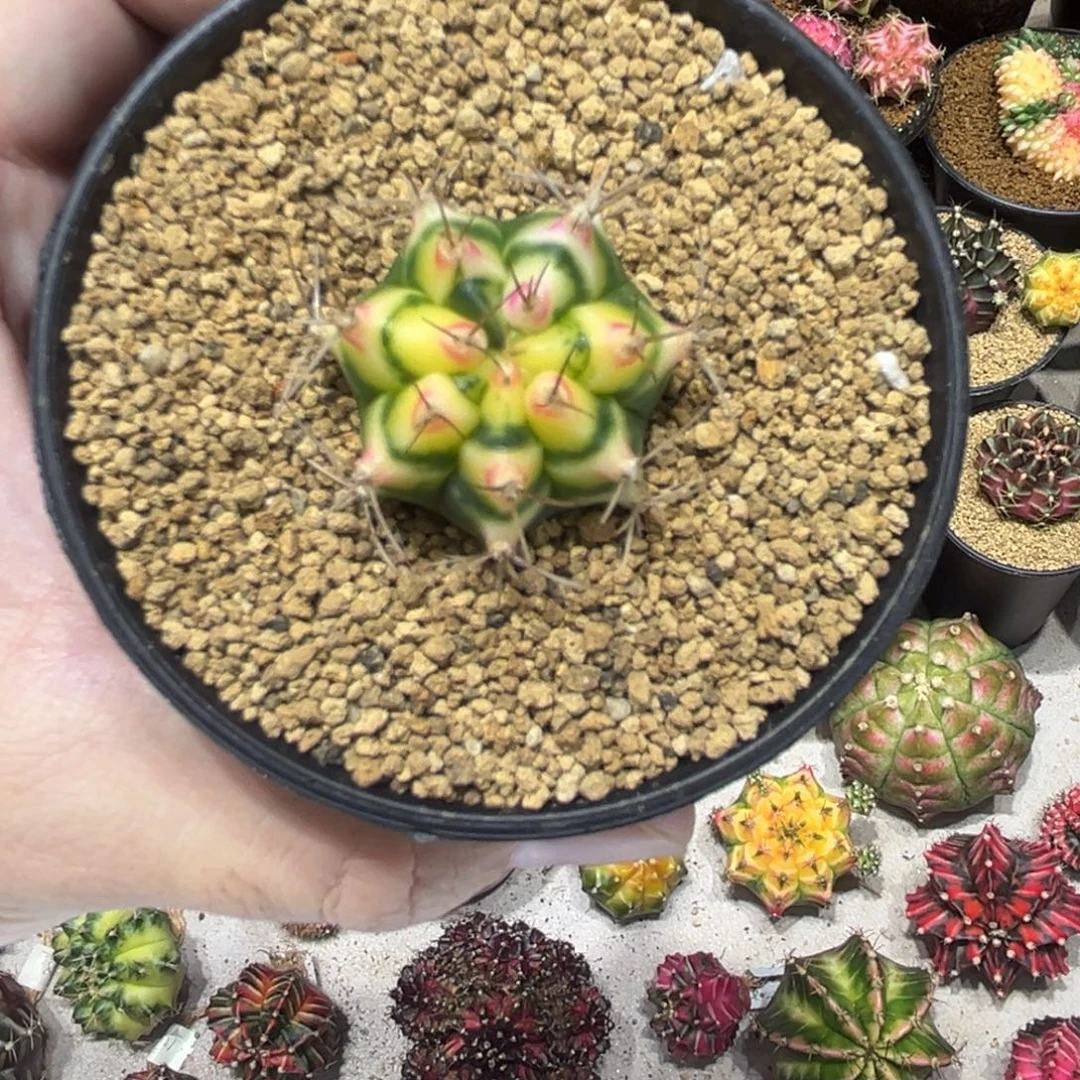 黄花田—————————-