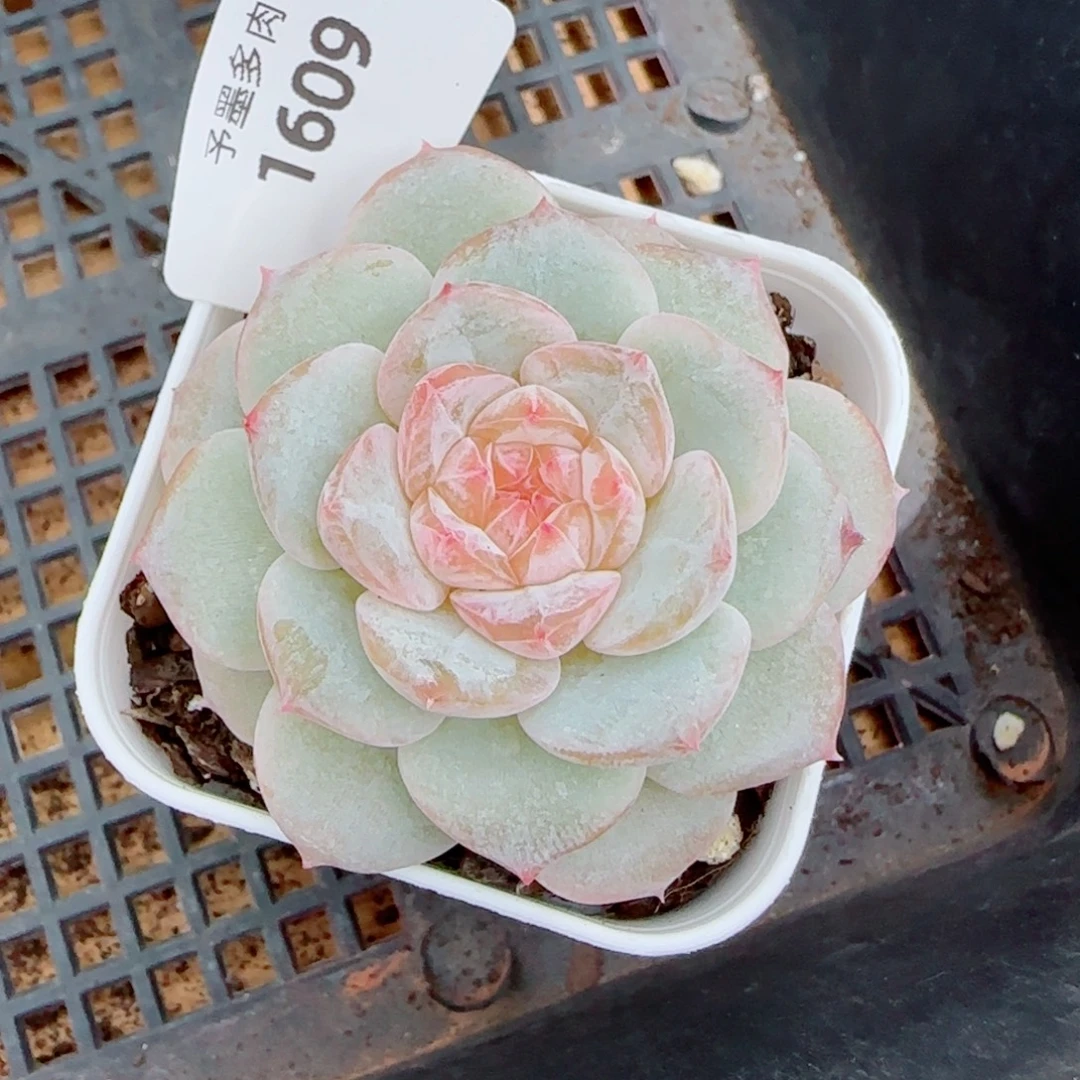 粉心，1609多肉植物