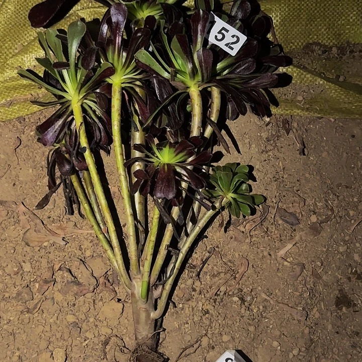 152水墨丹青多肉植物不售后