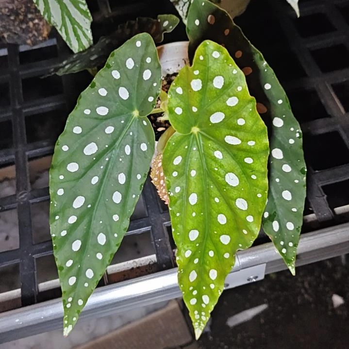 鳟鱼秋海棠一物一拍