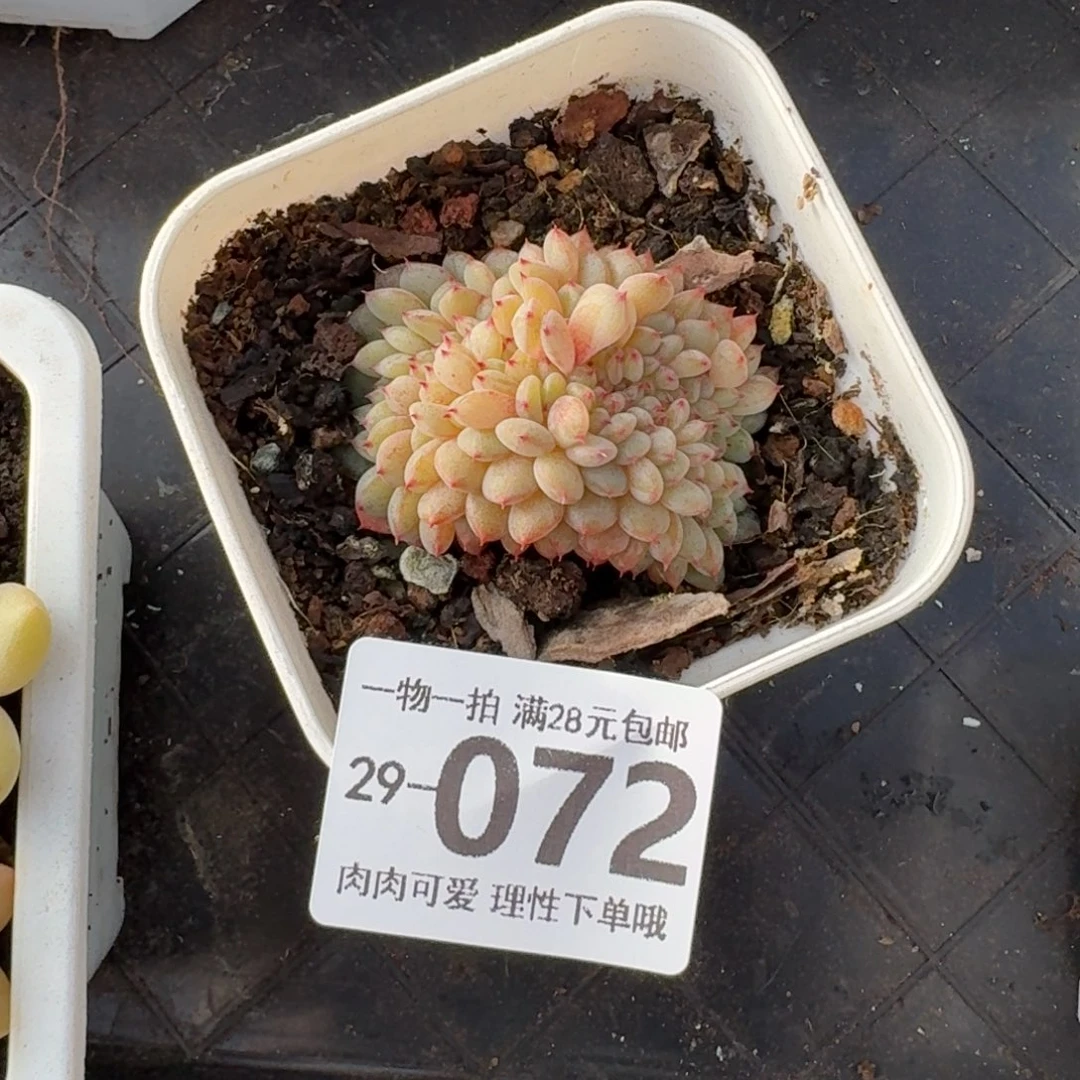 白胖子缀无盆土发货无