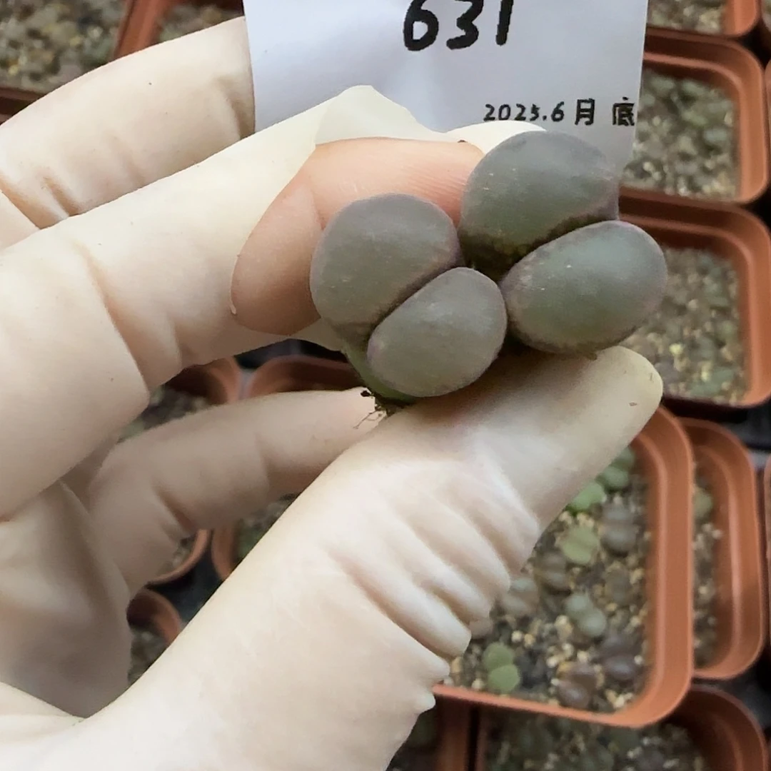 ʚ***ɞ多肉多肉多肉6.29-631