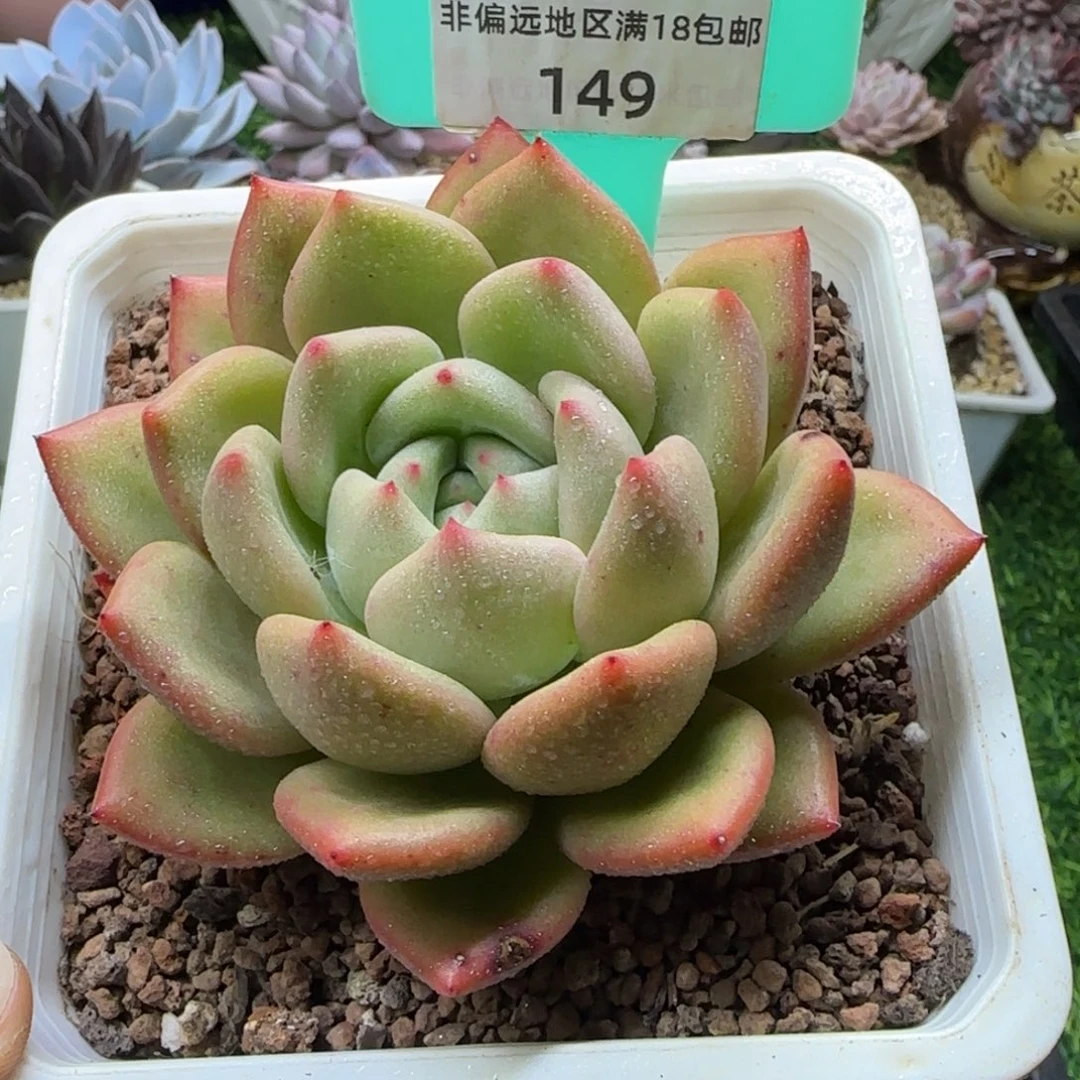 唐二姐多肉编号149