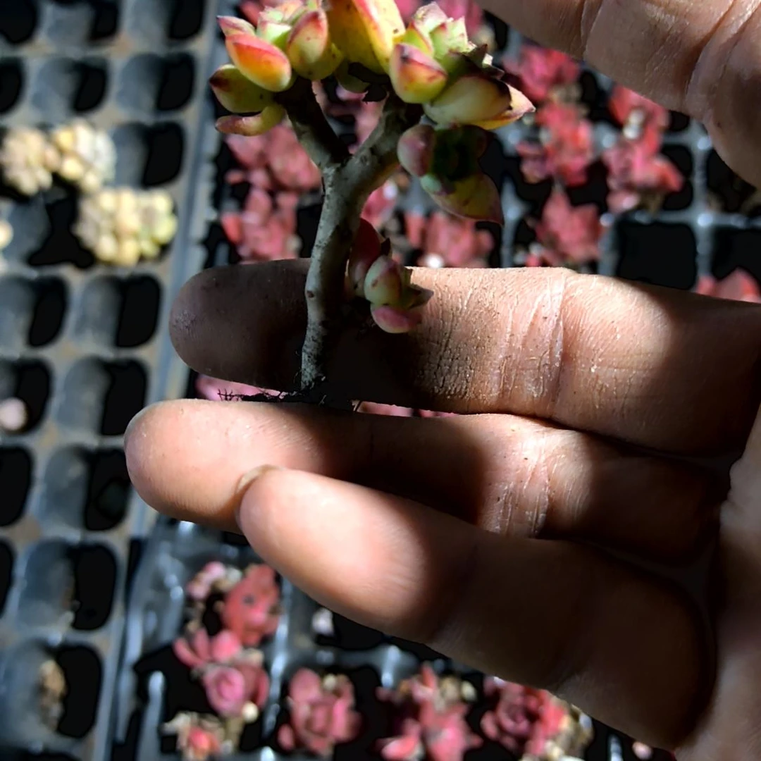 满6元包邮，酥皮鸭老苗