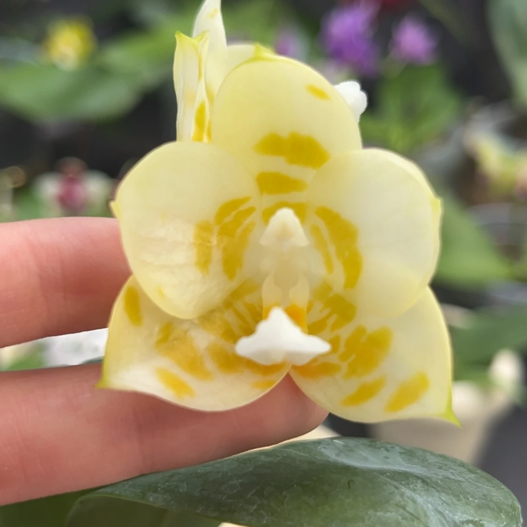 完全开放2.5寸雅风情歌开花株