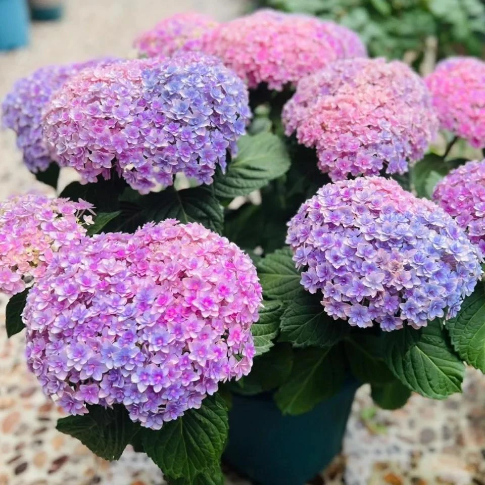 【花手鞠】重瓣绣球花爆花庭院阳台易养护