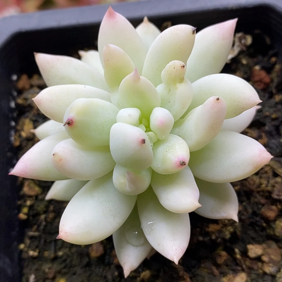 1626 所罗门高瓷白宽覆轮锦 需延时发货