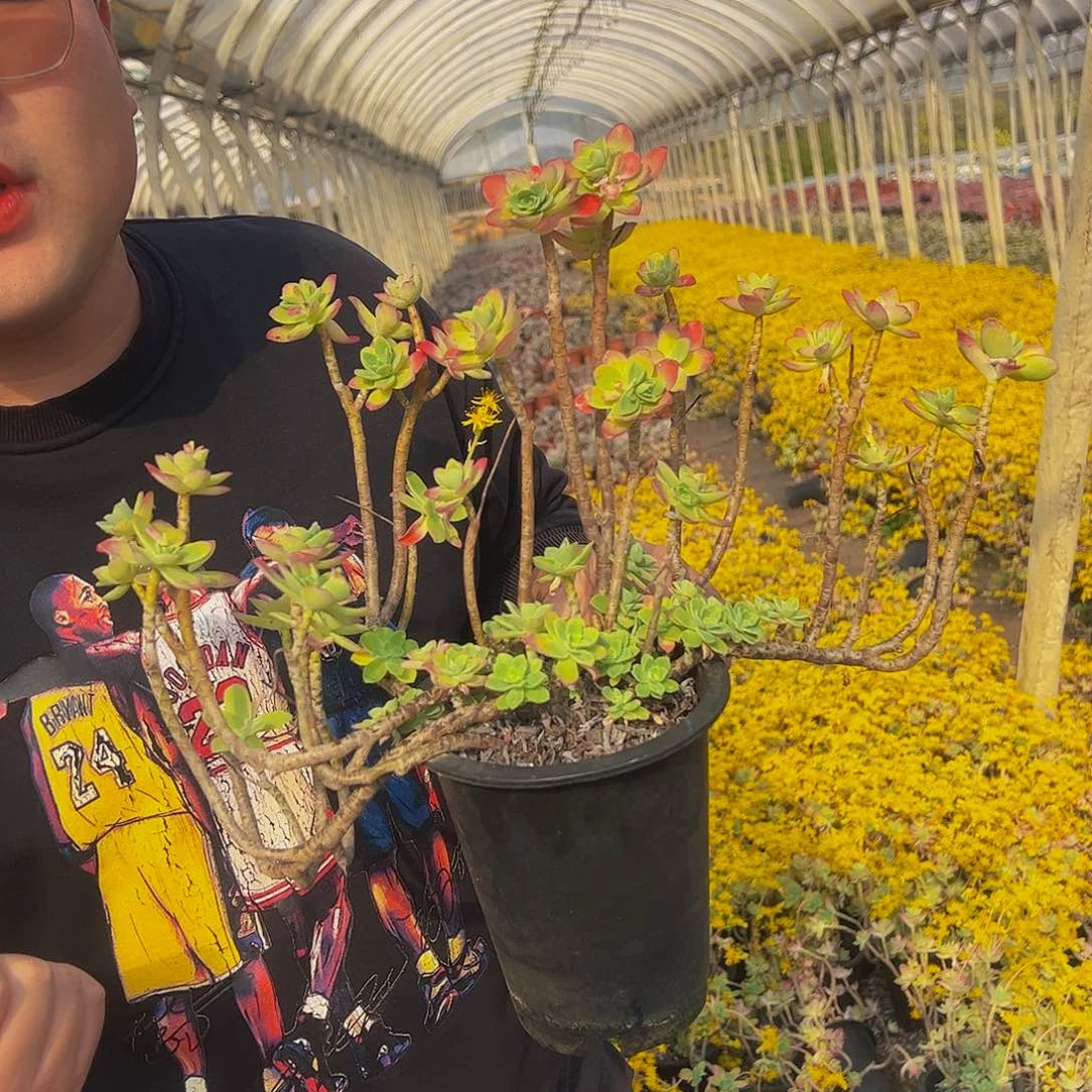 薄化妆飘枝老桩多肉