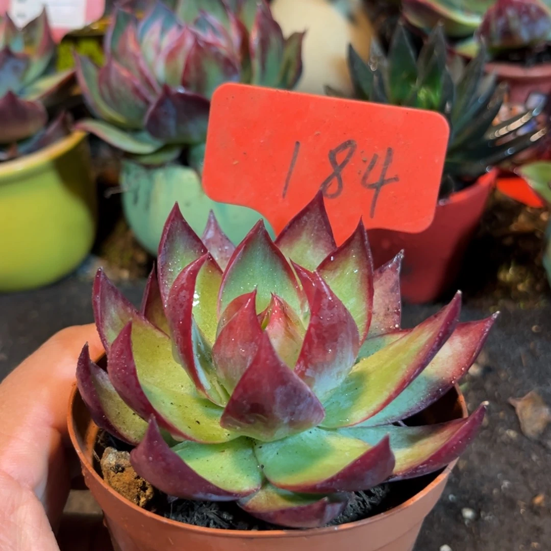 惊鸿仙子多肉植物184