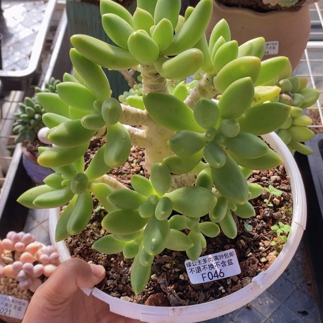 芒果奶老桩16cm046多肉植物