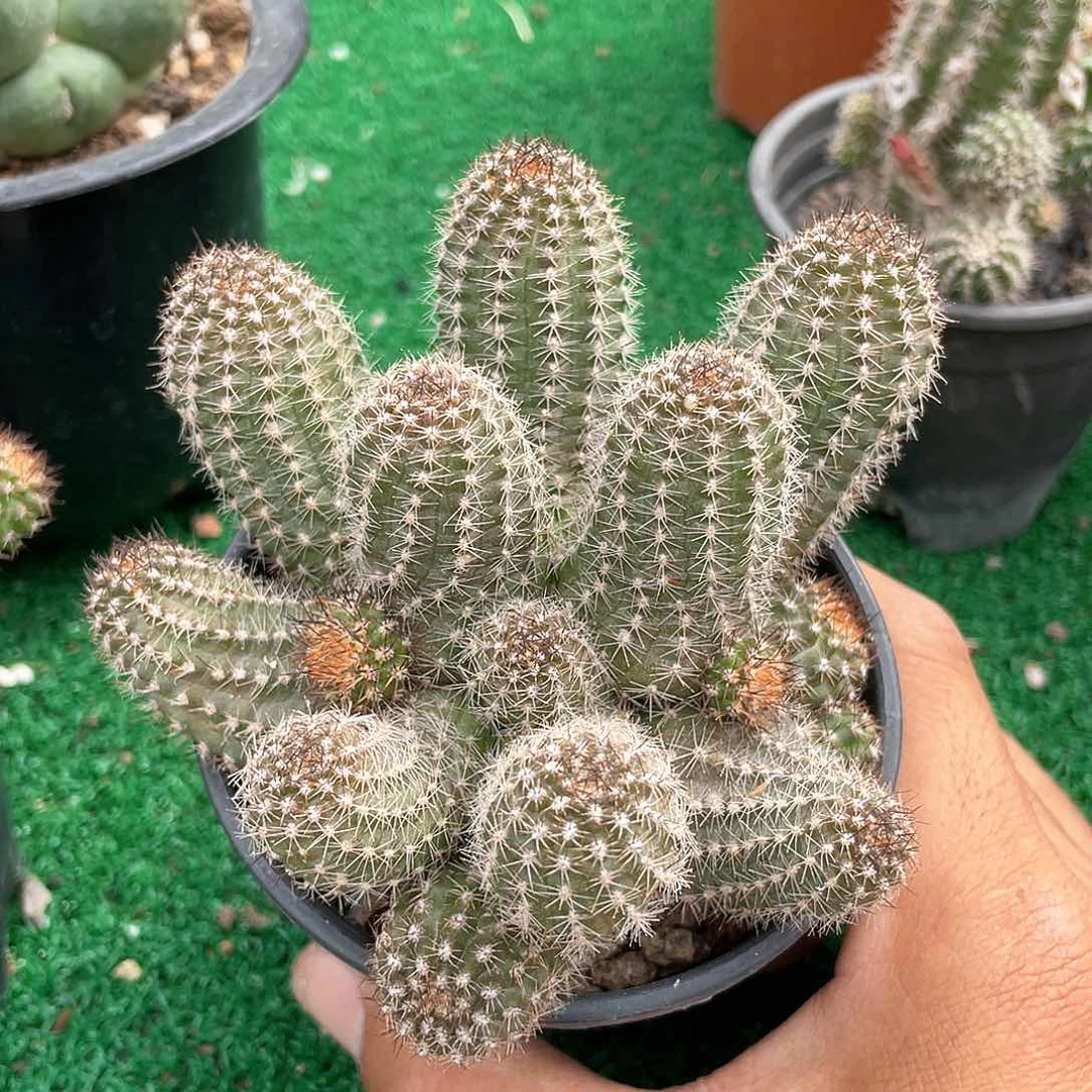 白花白檀整群带盆发货