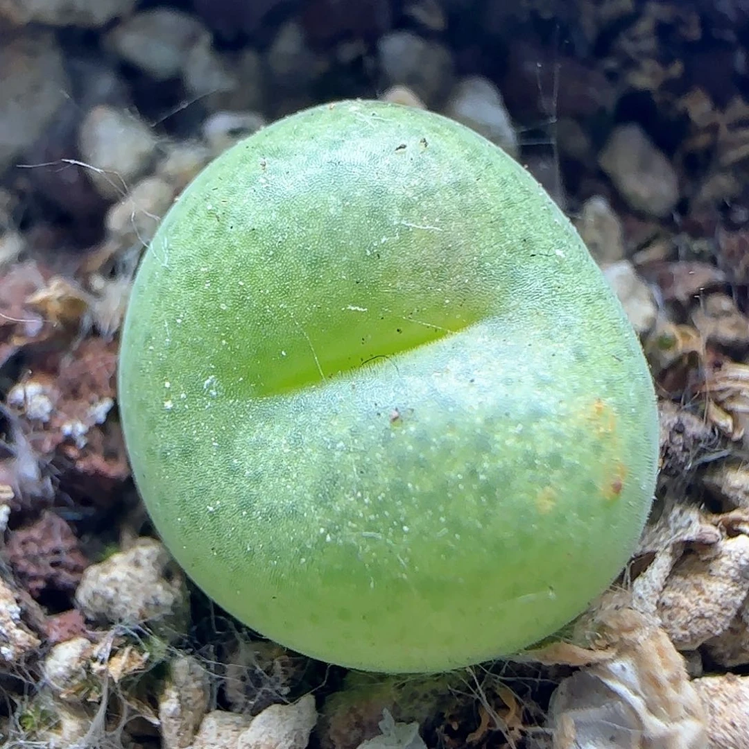 开播福利来啦39724