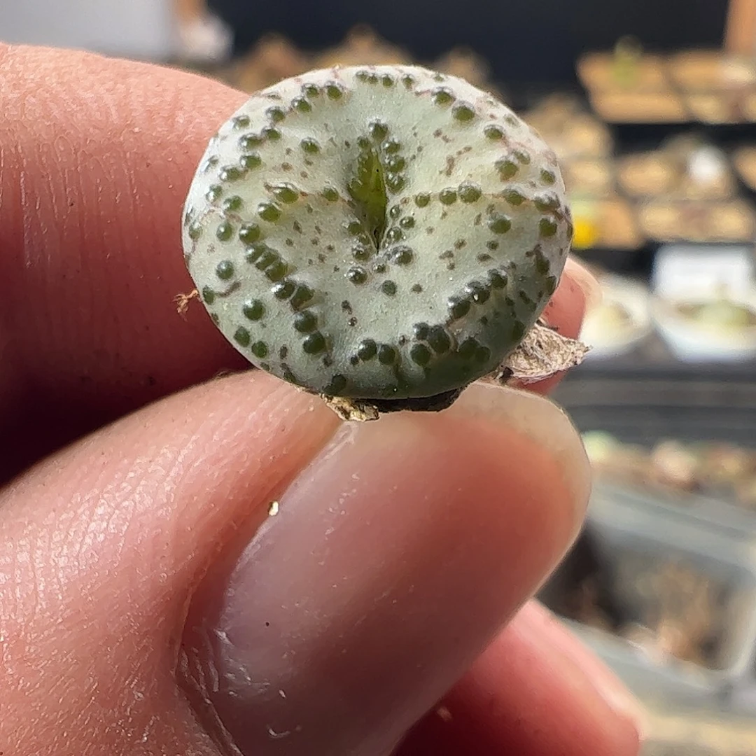 一物一拍匈牙利种源1452.64火龙果安贞788