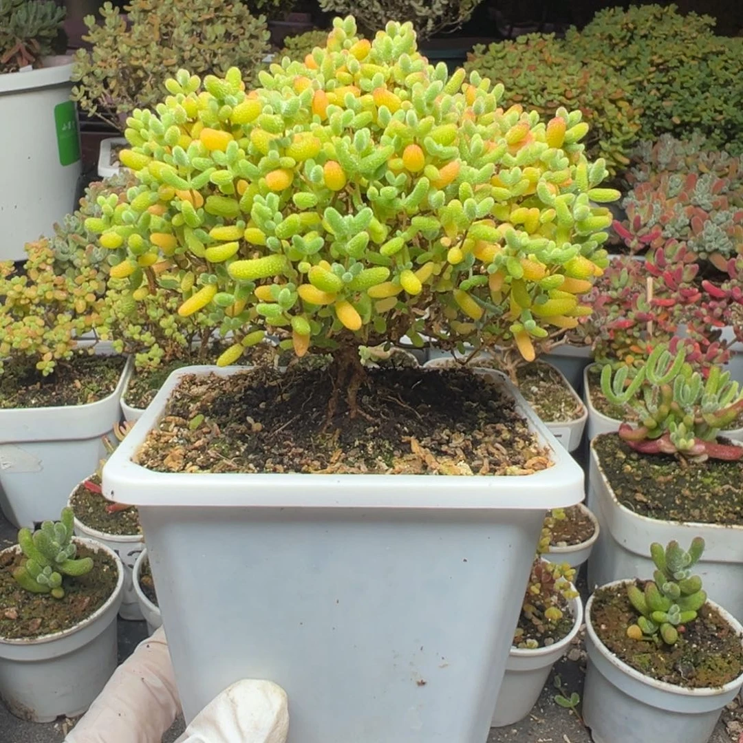 A650蜜桔糖球枝干