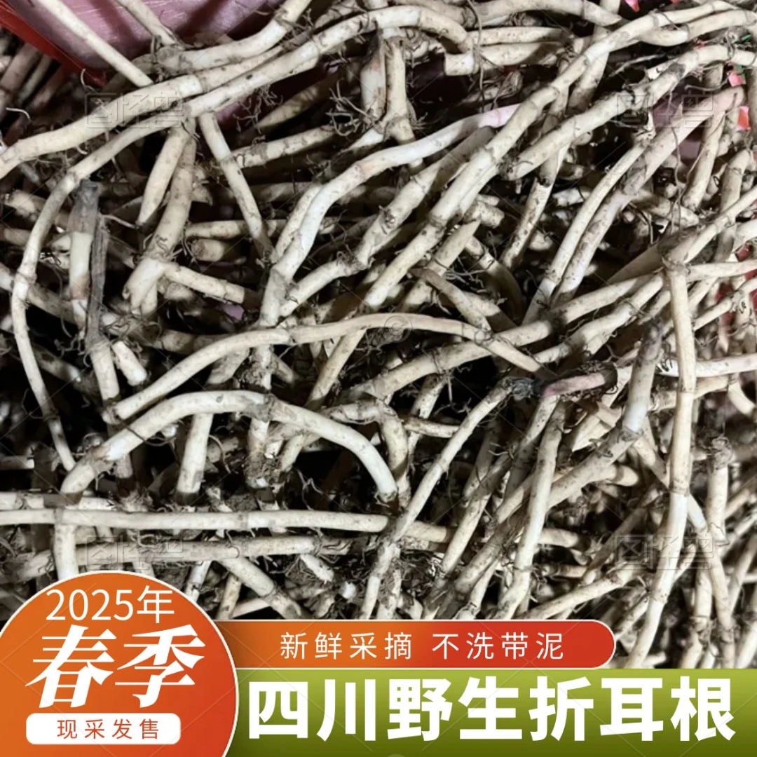 四川野生折耳根（白根无叶）猪鼻孔臭草根1/2/3斤新鲜包邮