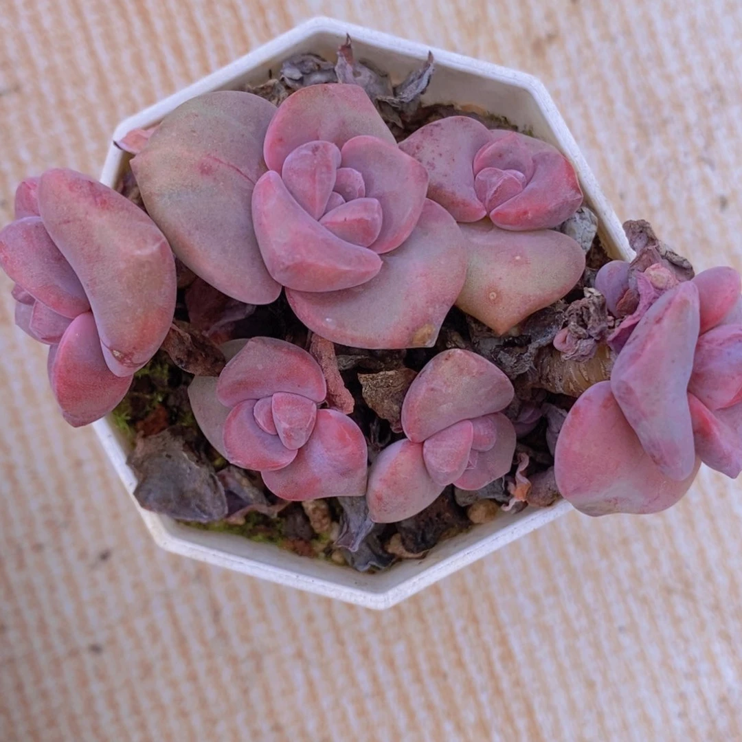 彩虹糖6cm多肉植物