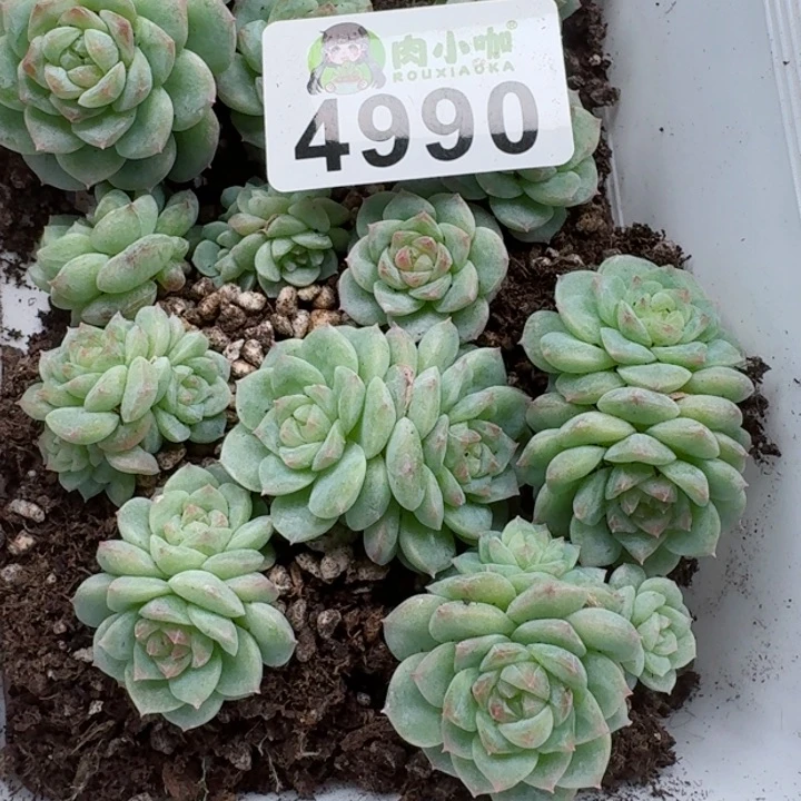月**凉多肉植物多肉植物