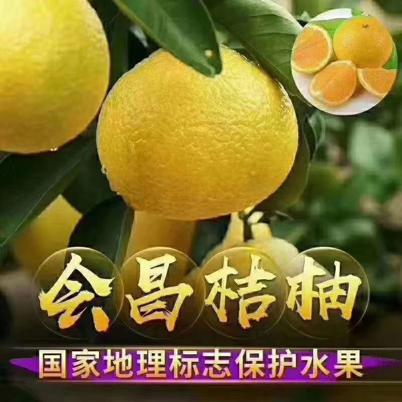 【木木姐专属】江西赣南会昌甜桔柚10斤现摘橘柚橙纯甜当季孕妇水果