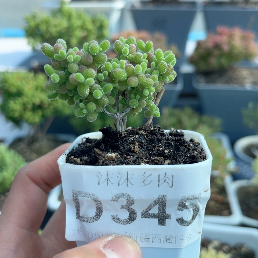 345蜜橘糖球枝干