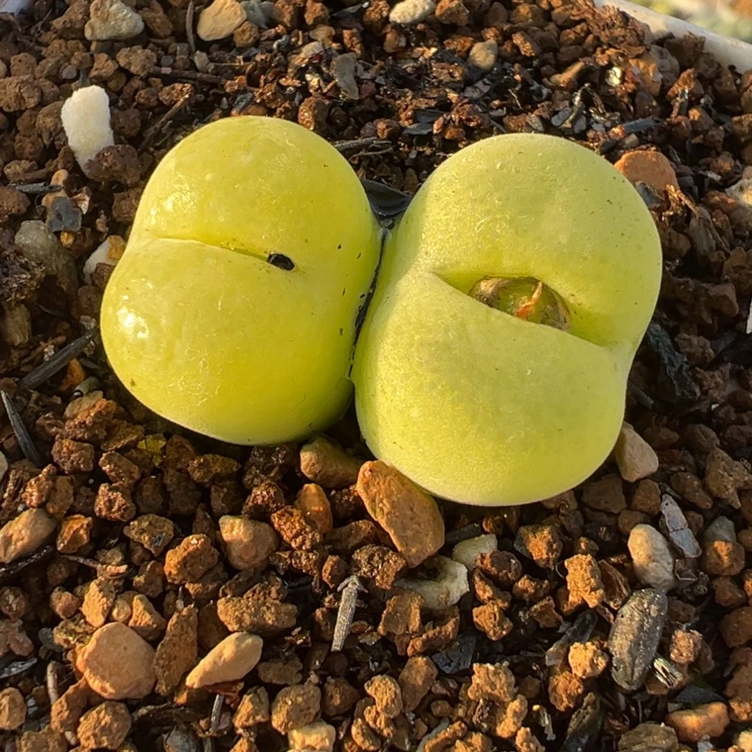 024多肉植物种类多样