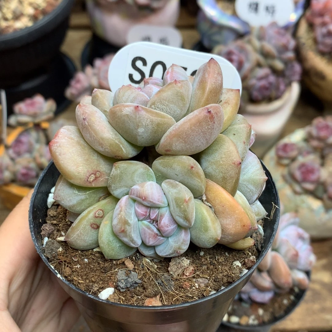 S0521 突尼斯 模特同款
