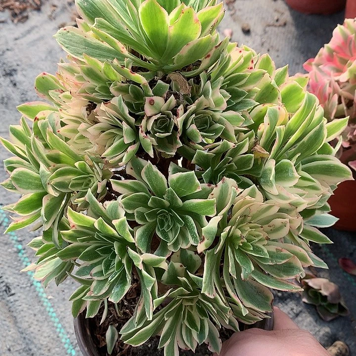 809艳凝多肉植物