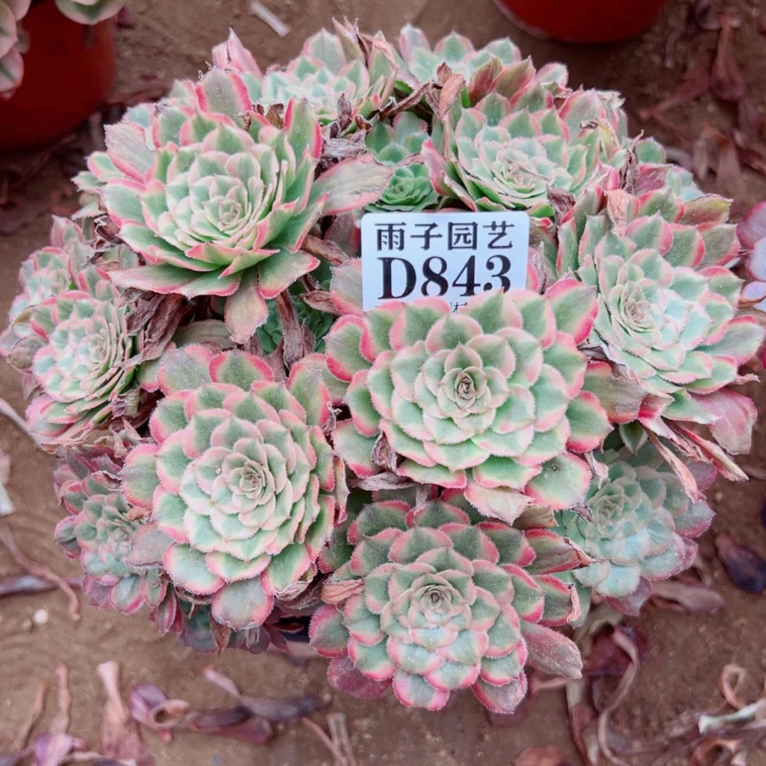 843粉霞尺寸20左右
