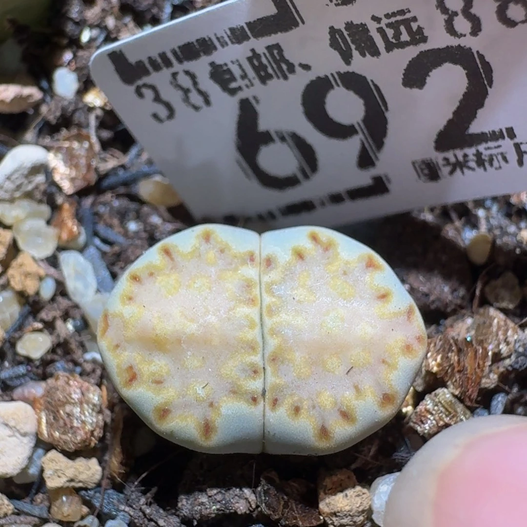 zzzz生石花肉锥692抹茶