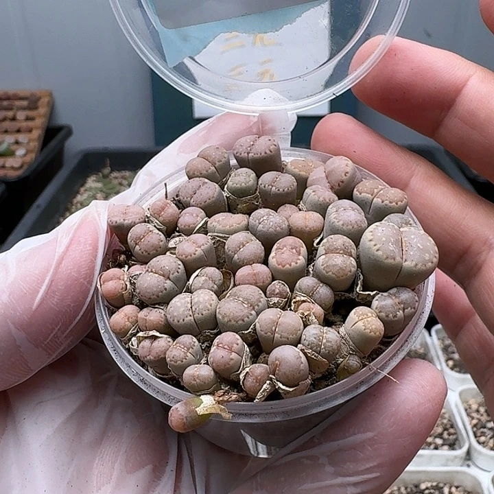 254清框特价C162A