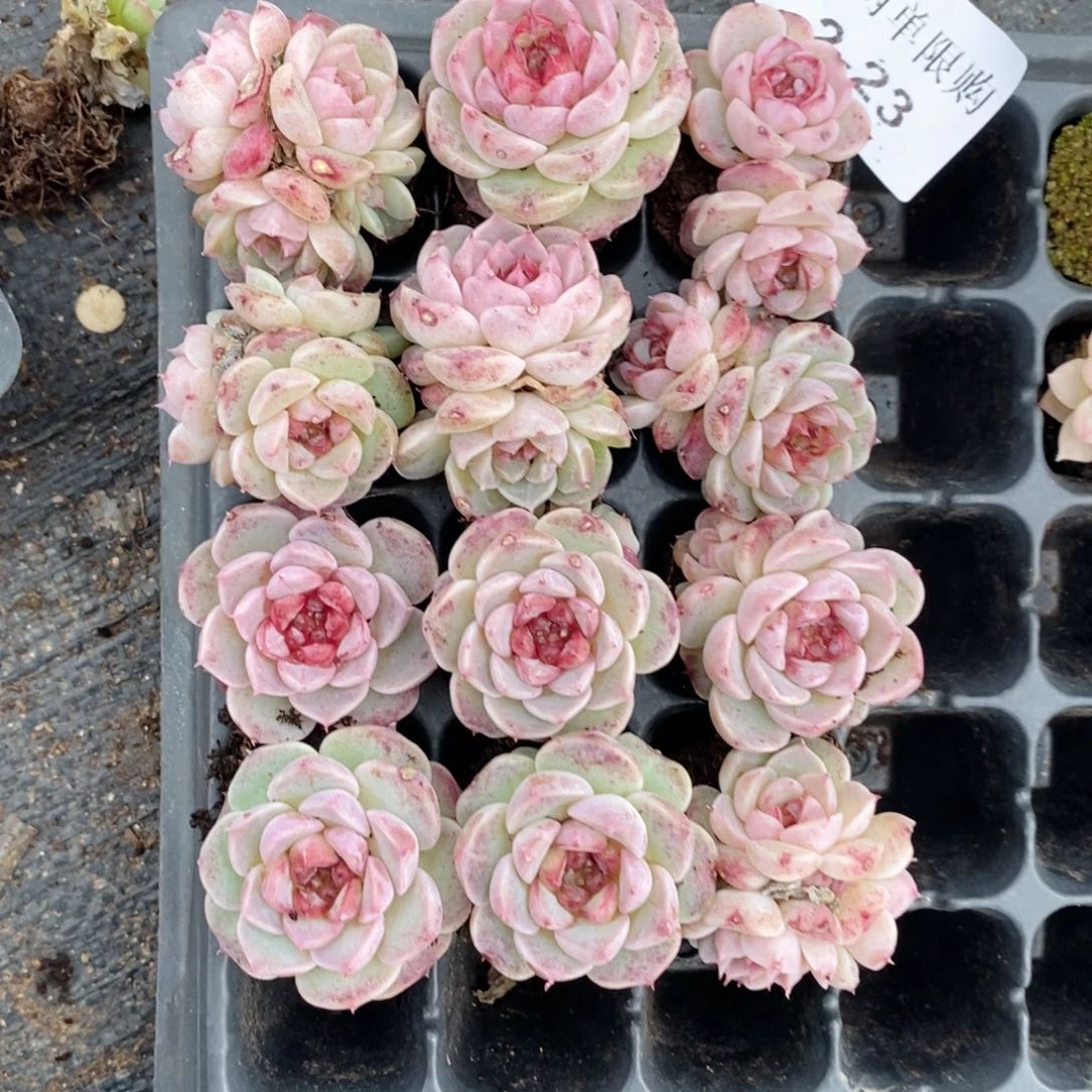 丸*头2-23多肉多肉多肉多肉